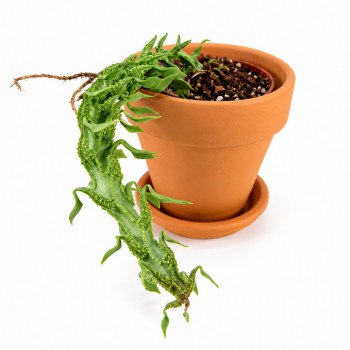 Ceropegia simoneae RARITÄT