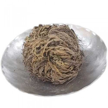 Rose von Jericho / Selaginella lepidophylla 10 cm Rose von Jericho / Selaginella lepidophylla 10 cm