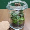 Workshop - Flaschengarten bepflanzen - Samstag 12. Juli