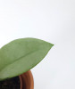Hoya carnosa Silver AH-74 11 cm RARITÄT