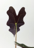 Alocasia sanderiana Nobilis Jungpflanze 25 cm