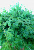 Selaginella uncinata 20 cm RARITÄT