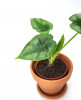 Alocasia reversa Babypflanze 20 cm