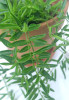 Aeschynanthus Green Star 30 cm