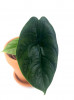 Alocasia green Unicorn Junpflanze 18 cm RARITÄT