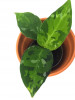 Aglaonema pictum tricolor Babypflanze 9 cm