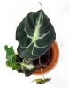 Alocasia venom Jungpflanze 15 cm RARITÄT