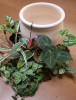 Workshop - lebende Wasserschale / living Plant Pot <br> Sa. 27. Februar 2027