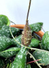 Hoya imbricata RARITÄT