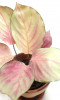 Calathea silver Plate Jungpflanze NEUHEIT