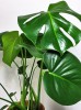 Monstera deliciosa Tauerii