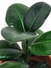 Ficus elastica 20 cm