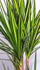 Dracaena marginata Sunray