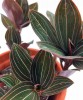 Ludisia discolor / Juwelorchidee 20 cm