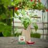 Stadtgärtner Anzuchtset Minigarten Samen - Chili Fireflame