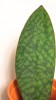 Sansevieria masoniana Victoria Whale fin 30 cm