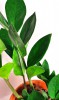 Zamioculcas zamiifolia / Glücksfeder 40 cm