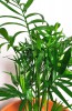 Chamaedorea elegans / Bergpalme