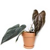 Anthurium Queen of Hearts Babypflanze 10 cm RARITÄT