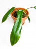 Philodendron Joepii 20 cm