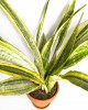 Sansevieria aubrytiana Lauren 50 cm