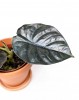 Alocasia infernalis black magic 18 cm RARITÄT