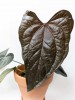 Anthurium Queen of Hearts Babypflanze 10 cm RARITÄT
