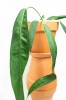 Anthurium wendlingeri 40 cm RARITÄT
