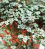 Pilea glaucophylla 15 cm