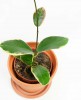 Hoya australis Blondie 35 cm