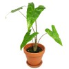 Alocasia zebrina Reticulata Babypflanze 30 cm RARITÄT