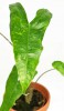Alocasia zebrina Reticulata Babypflanze 30 cm RARITÄT