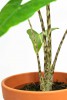 Alocasia zebrina Reticulata Babypflanze 30 cm RARITÄT