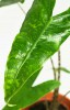 Alocasia zebrina Reticulata Babypflanze 30 cm RARITÄT