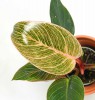 Philodendron Pink Birkin Babypflanze