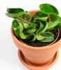 Hoya carnosa compacta Babypflanze 12 cm