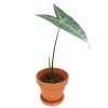 Alocasia longiloba silver 25 cm RARITÄT