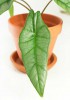 Alocasia heterophylla Corazon Babypflanze 15 cm