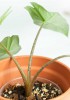 Alocasia heterophylla Corazon Babypflanze 15 cm