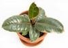 Ficus elastica belize Babypflanze 15 cm