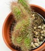 Nyctocereus serpentinus cristata 12 cm