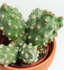 Tephrocactus molinensis 15 cm