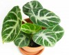 Alocasia reginula Ninja Babypflanze 12 cm