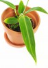 Anthurium warocqueanum Babypflanze 10 cm RARITÄT