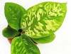 Homalomena wallisii Camouflage Babypflanze 15 cm