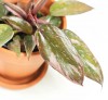 Philodendron Pink Princess Marble Babypflanze 10 cm