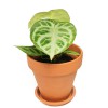Anthurium crystallinum Silver Blush 25 cm