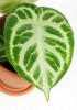 Anthurium crystallinum Silver Blush 25 cm