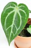 Anthurium magnificum 30 cm RARITÄT