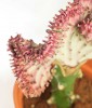 Euphorbia lactea cristata weiß - rosa 25 cm